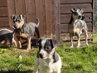 Jack Russell dogs Stunning blue and blue tri JRT pups - Advert 6