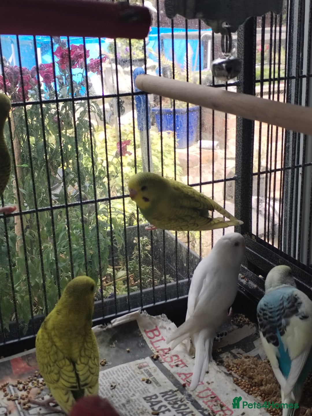 Budgerigars birds for sale: Beautiful baby budgies  - Image 2
