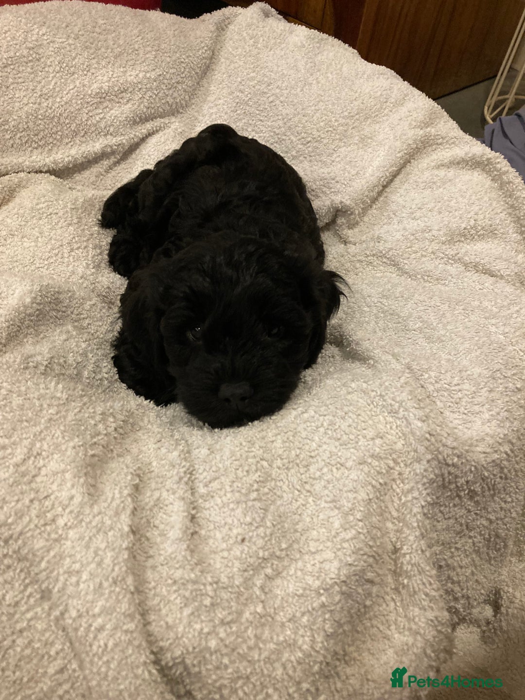 Cavapoo dogs for sale: Beautiful black Cavapoo puppy - Image 2