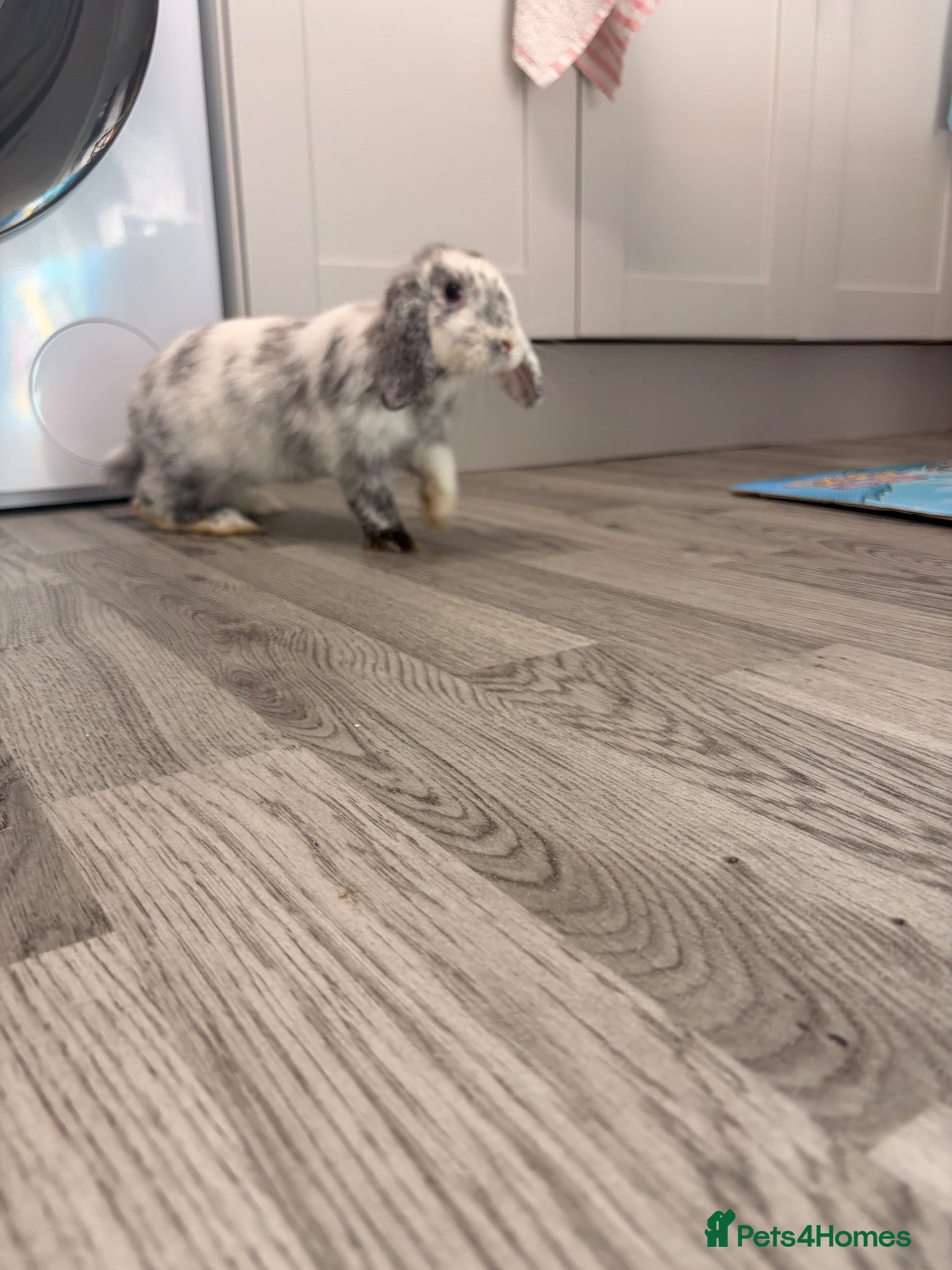 Dwarf Lop rabbits Beautiful dwarf lop bunny - Advert 8