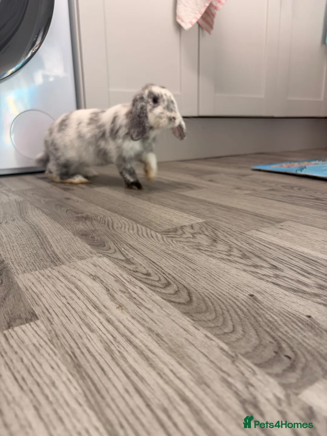 Dwarf Lop rabbits for sale: Beautiful dwarf lop bunny in Skegness - Advert 1
