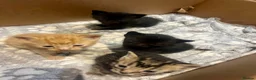 Mixed Breed cats for sale: Beautiful kittens - Advert 3