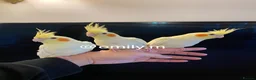 Cockatiels birds for sale: (Only One Left) Silly Tame Hand Reared Babies  - Advert 1
