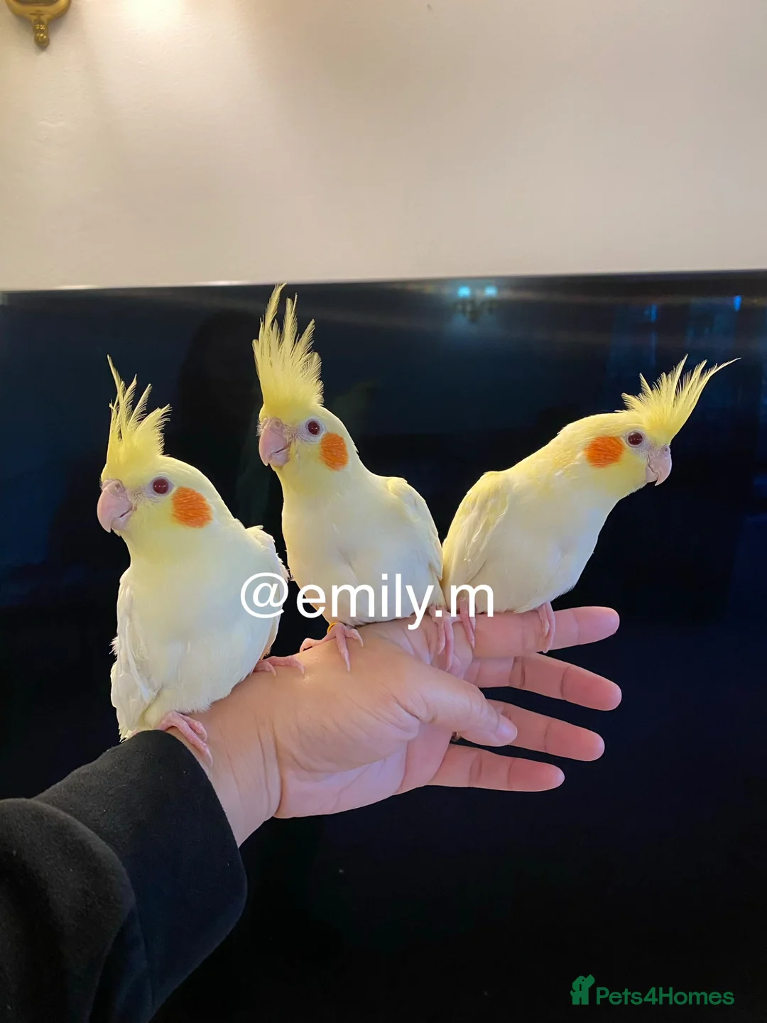 Cockatiels birds for sale: (Only One Left) Silly Tame Hand Reared Babies  - Advert 1