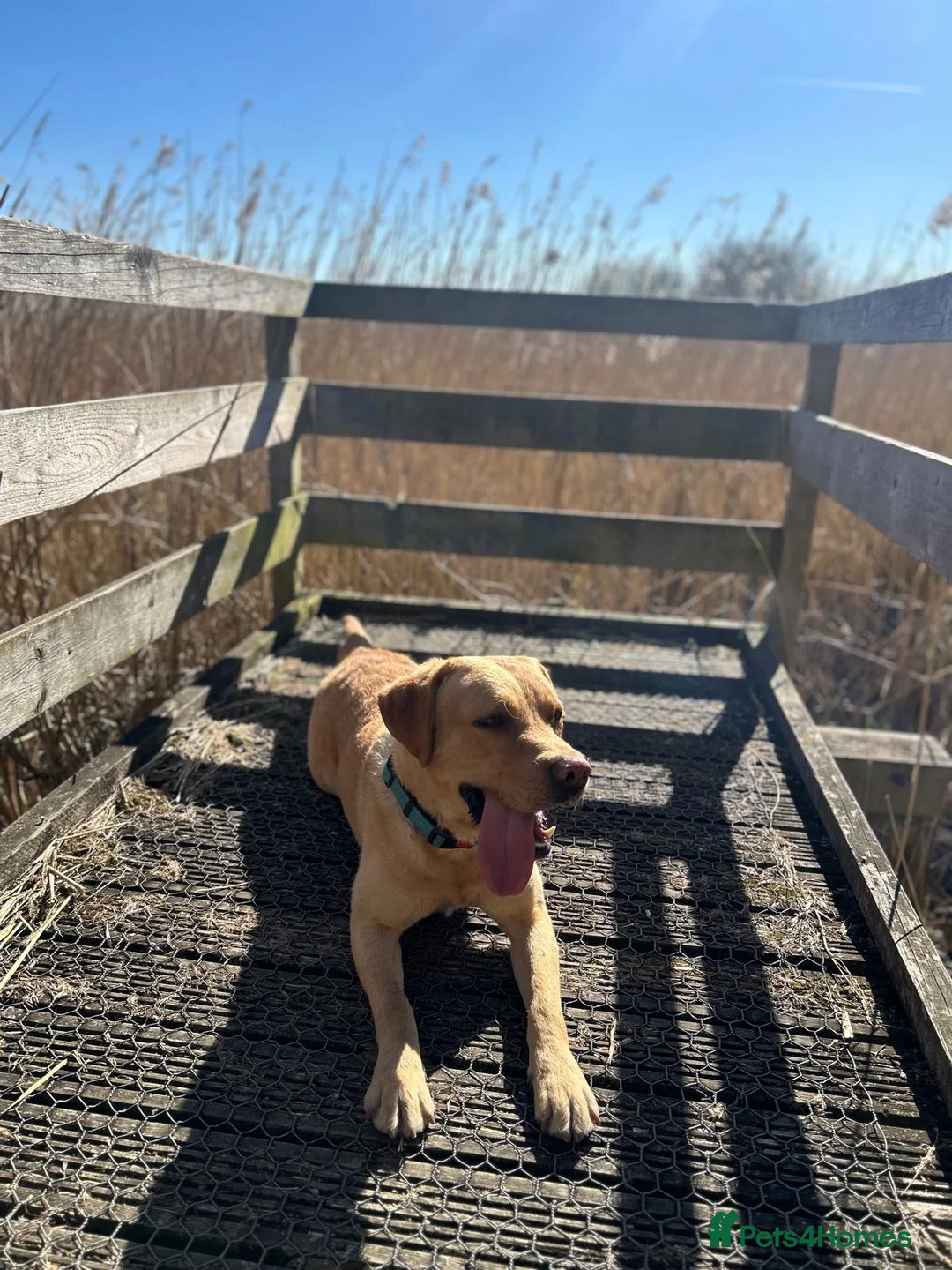 Labrador Retriever dogs for stud: Labrador Retriever Stud  - Advert 1