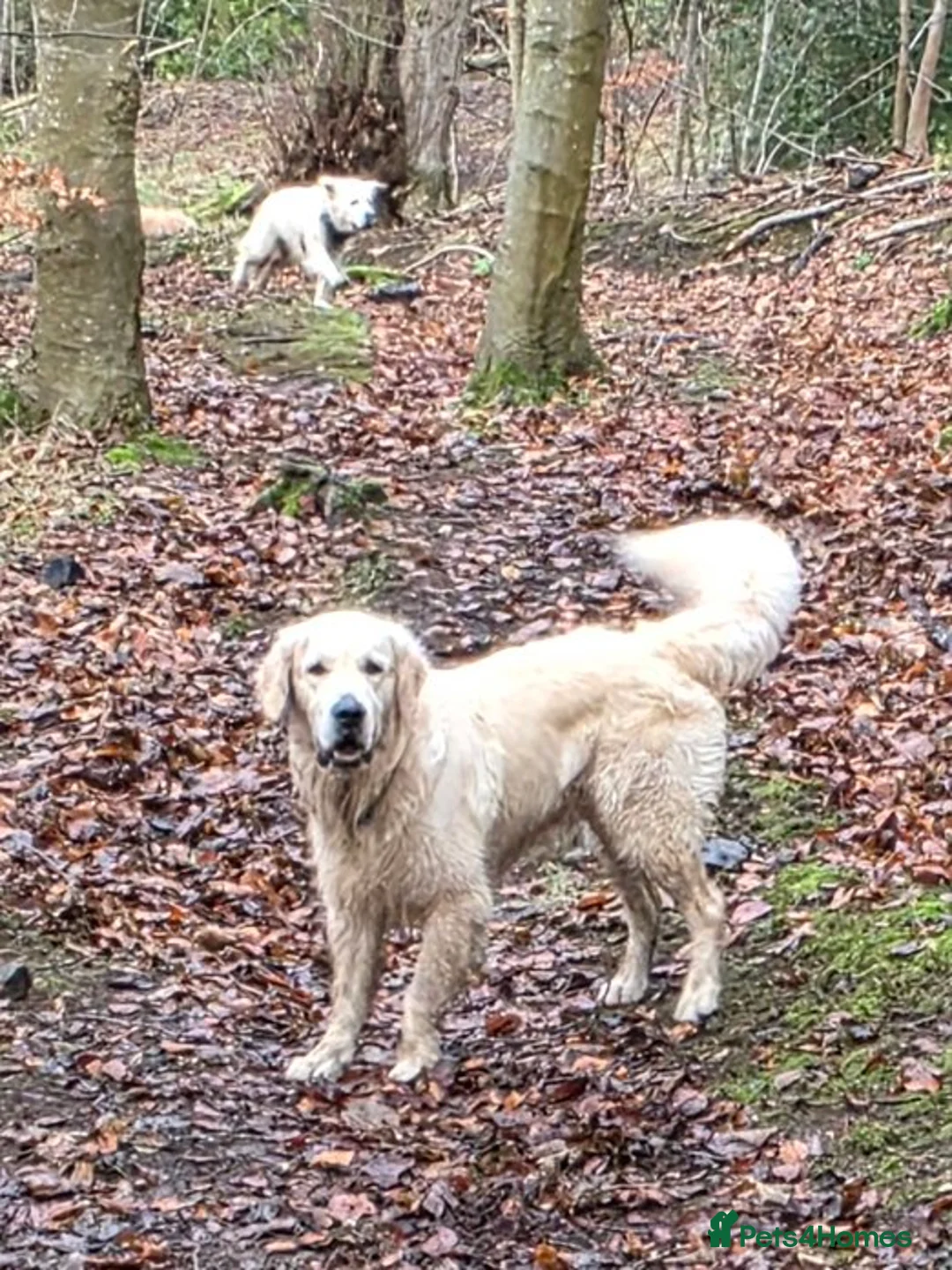 Golden Retriever dogs for stud: Dog available for stud - Advert 4