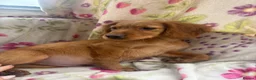 Golden Retriever dogs for sale: Golden retriever pups  in Midhurst - Advert 8