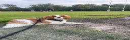 Cavalier King Charles Spaniel dogs for sale: Cavalier male for sale  in Wirral - Advert 1