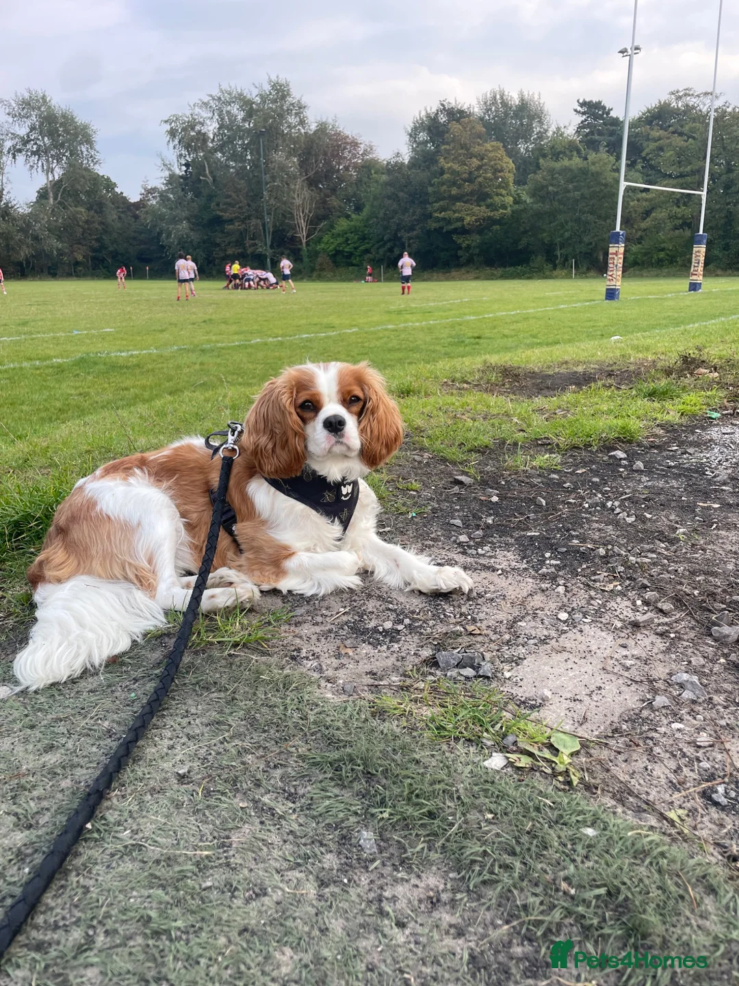 Cavalier King Charles Spaniel dogs for sale: Cavalier male for sale  in Wirral - Advert 1