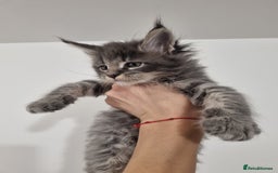 Maine Coon cats for sale: Purebred King Size Maine Coon kittens  - Image 16