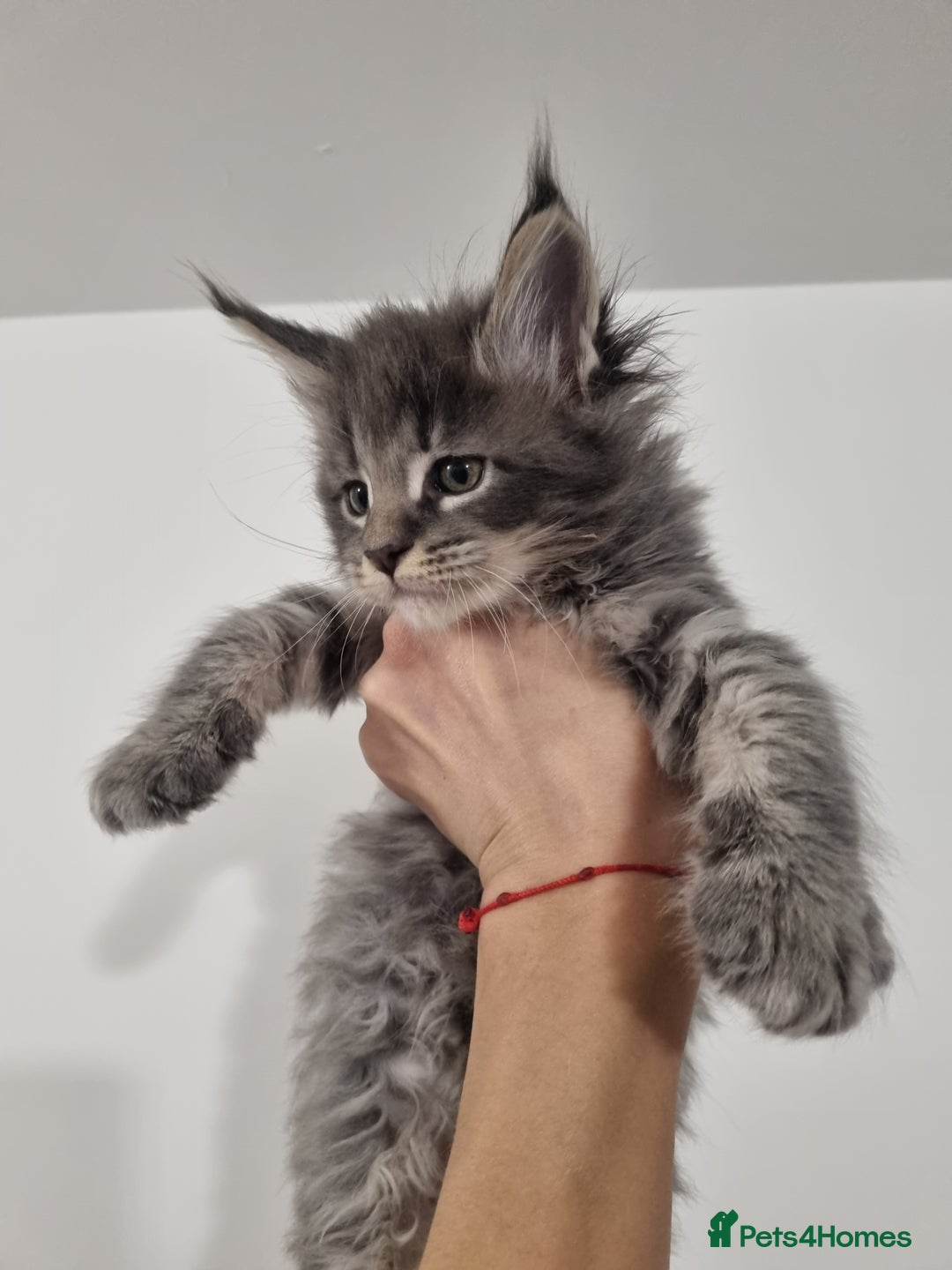 Maine Coon cats for sale: Purebred King Size Maine Coon kittens  - Image 16