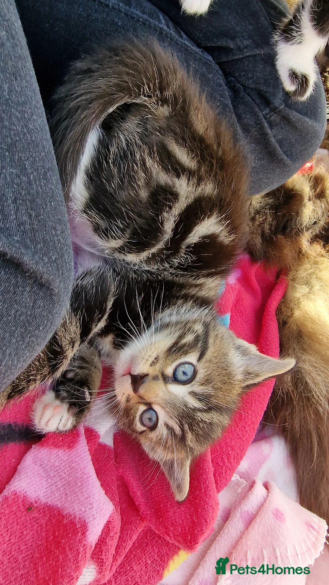 Mixed Breed cats for sale: Mix breed kittens, ip3  - Advert 2