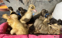 Ducks poultry for sale: Pom Pom Indian Runner Ducklings - Image 2