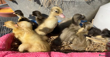 Ducks poultry - Advert 11
