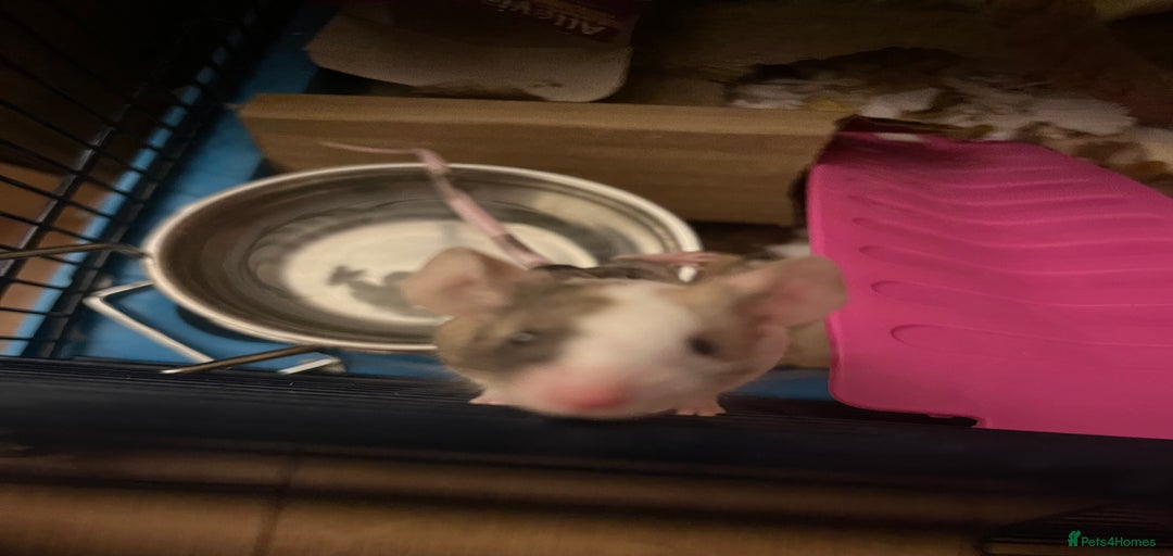 Gallery Image {{count}}