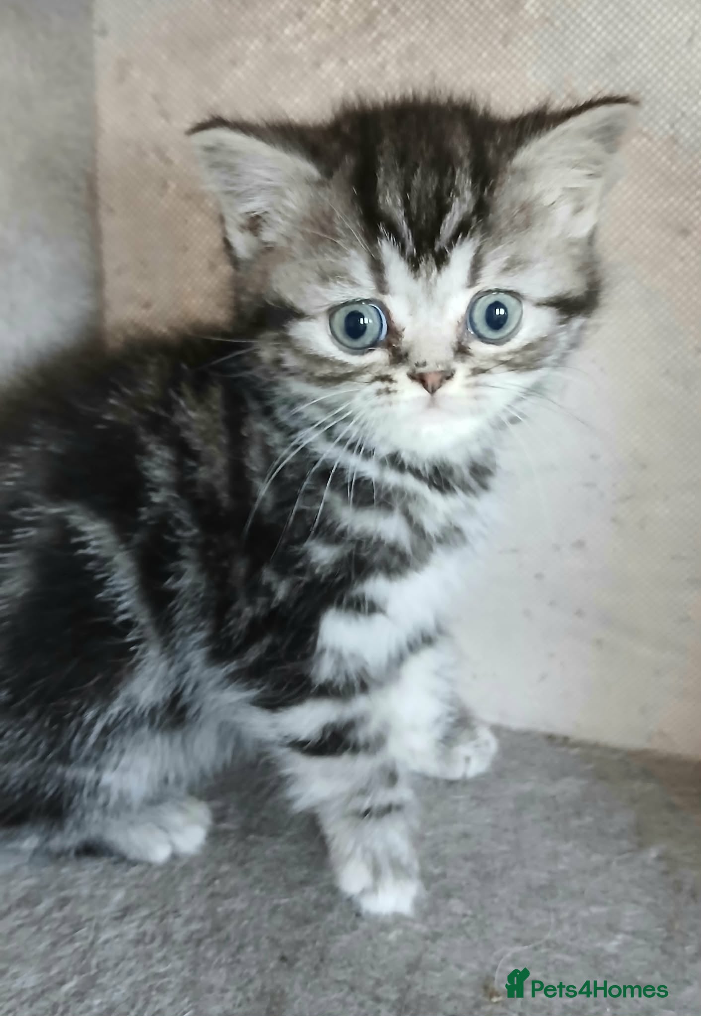 British Shorthair cats Bsh. Tabby kitten girl. - Advert 1