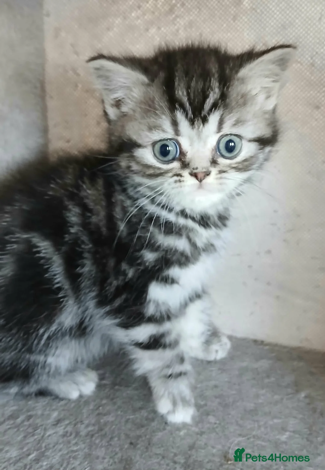British Shorthair cats for sale: Bsh. Tabby kitten girl. - Advert 1