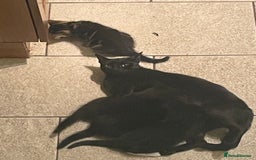 Bombay cats for sale: Adorable 3 Healthy kittens ready for new homes - Image 14