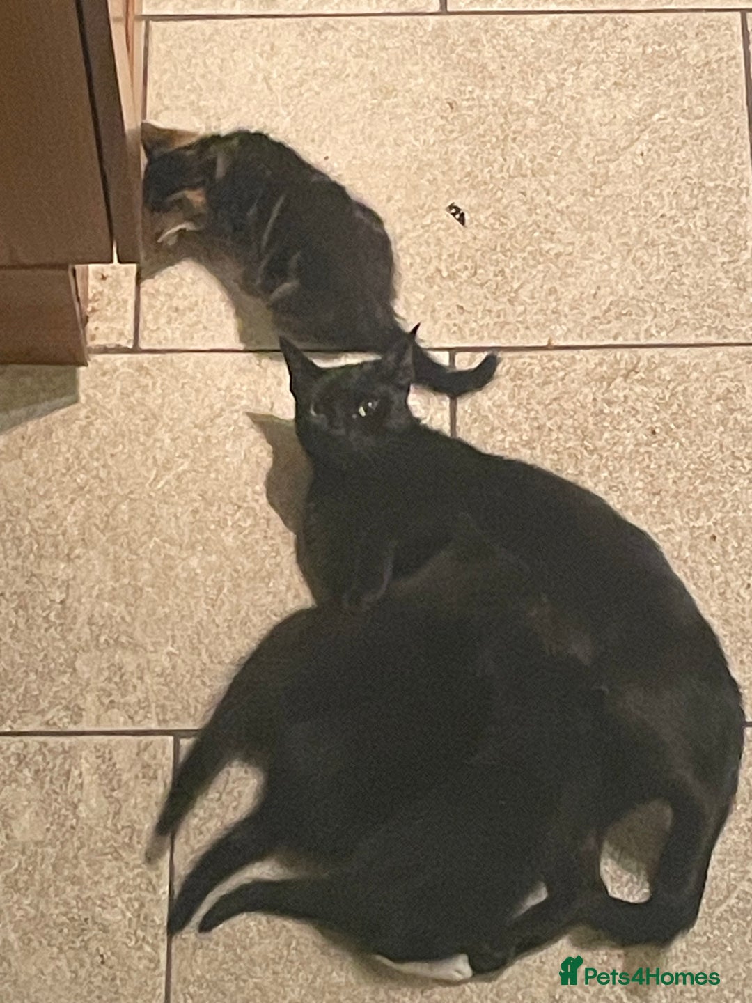 Bombay cats for sale: Adorable 3 Healthy kittens ready for new homes - Image 14