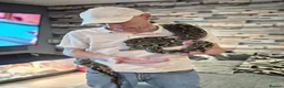 Python Snake reptiles for sale: Python (large) - Advert 3