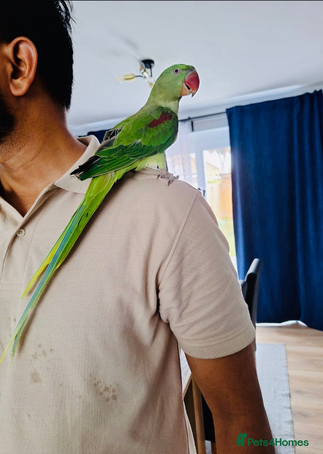 Parrots birds for sale: Beautiful hand reared alexandrine parrot for sale. - Image 4