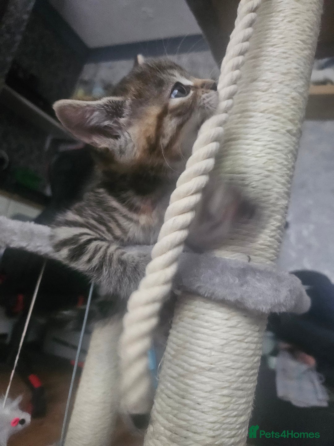 European cats for sale: Female tabby europian shorthair mixed kitten 🏡  - Image 7