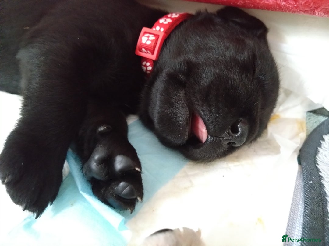 Labrador Retriever dogs for sale:  Labrador pups - Image 7