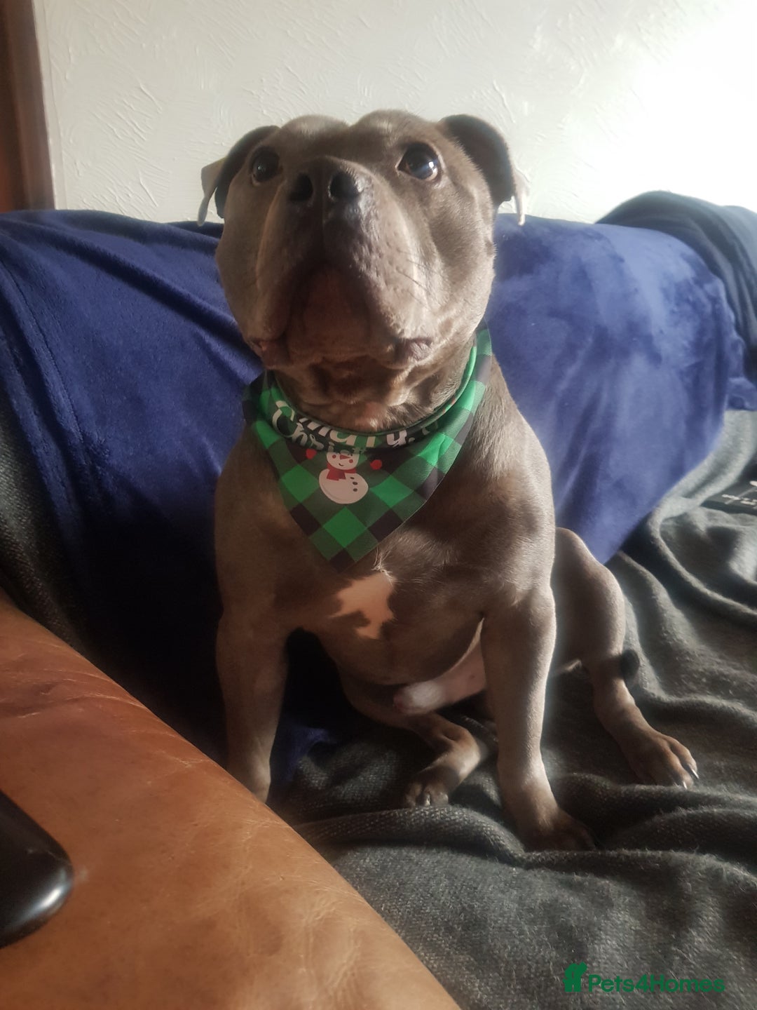 Staffordshire Bull Terrier dogs for stud: Meho stud dog - Advert 4