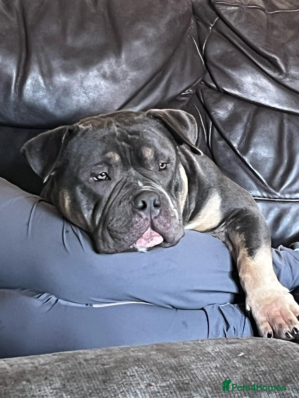 American Bulldog dogs Jackson - Advert 1