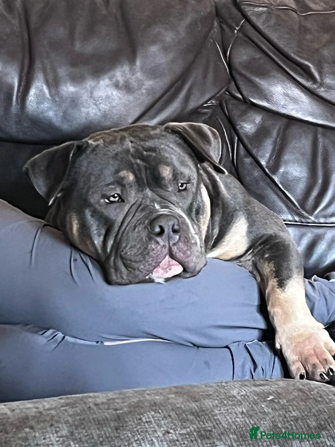 American Bulldog dogs for adoption: Jackson - Advert 1