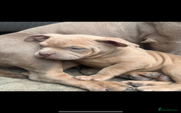 American Bully dogs for sale: Pocket bully puppy’s ready to go - Image 3