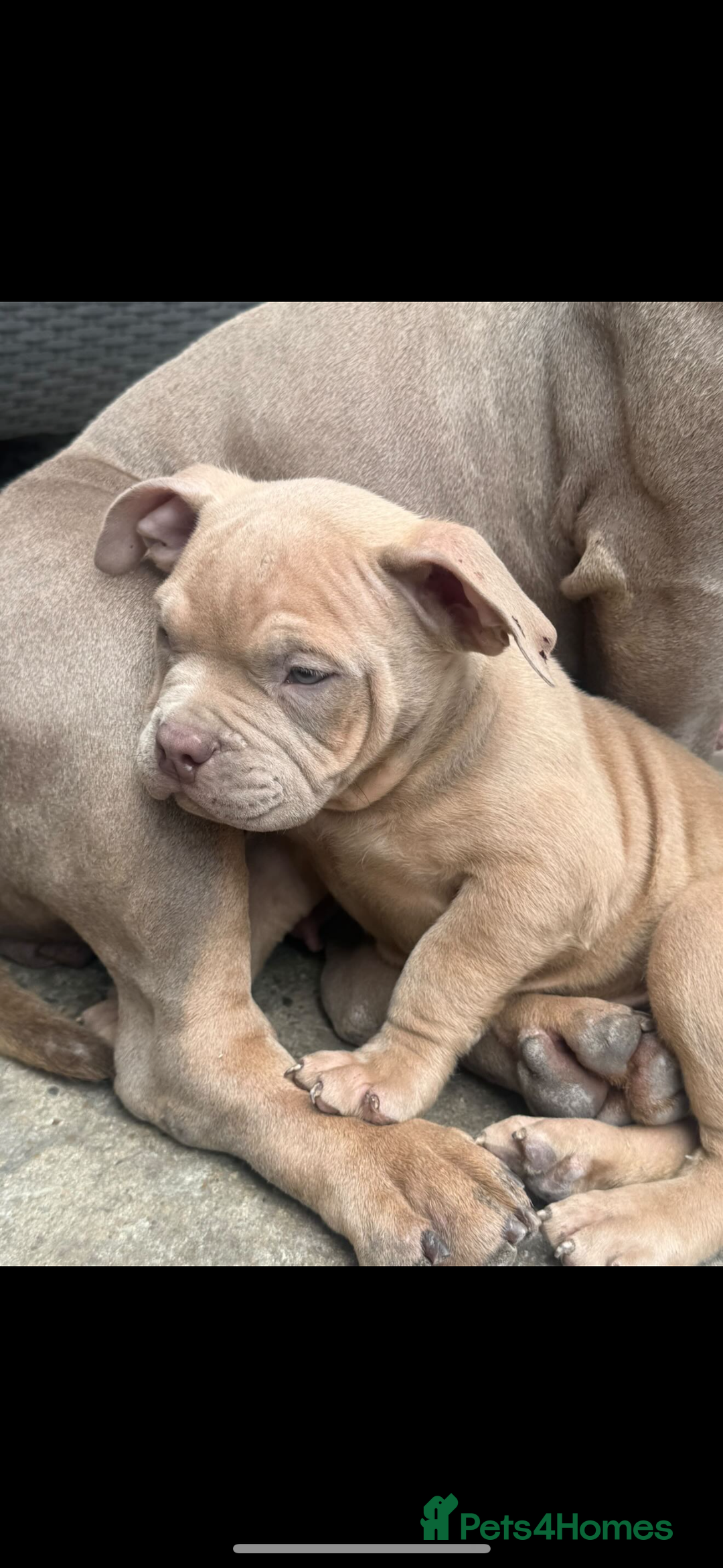 American Bully dogs for sale: Pocket bully puppy’s ready to go - Image 3