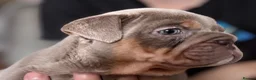 English Bulldog dogs for sale: British Bulldog Puppies - Advert 8