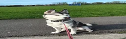 Siberian Husky dogs for sale: Female siberian husky - Advert 3