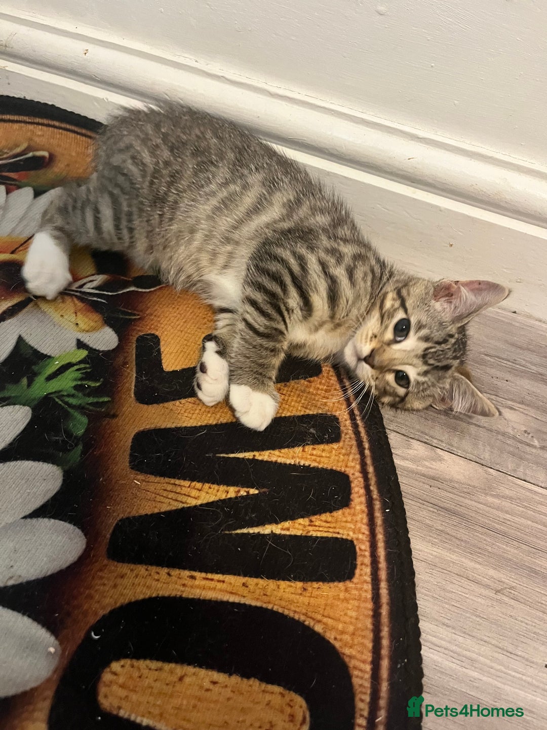 Mixed Breed cats for sale: Pixie bob mixed kittens - Image 16