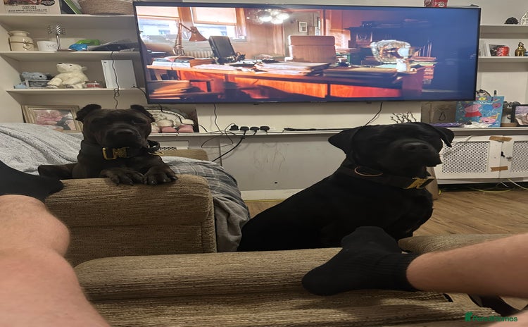 Mixed Breed dogs Rocco  - Advert 4