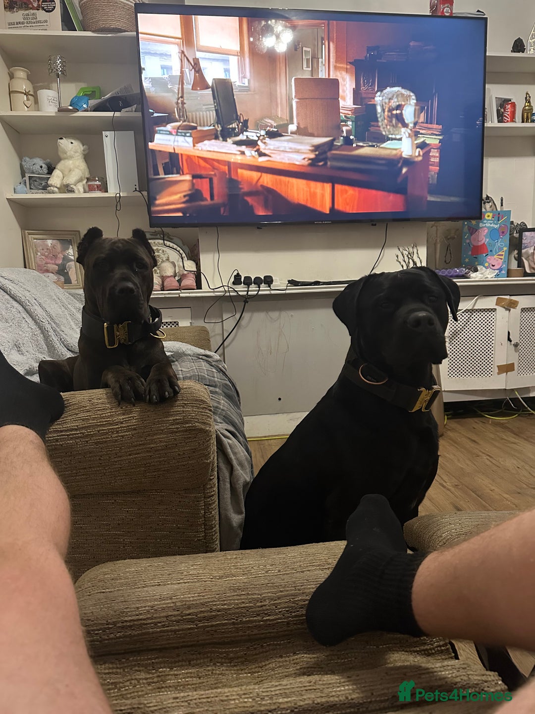 Mixed Breed dogs for sale: Rocco  - Advert 1