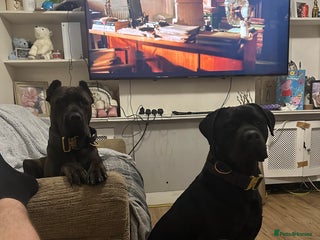 Mixed Breed dogs Rocco - Advert 1