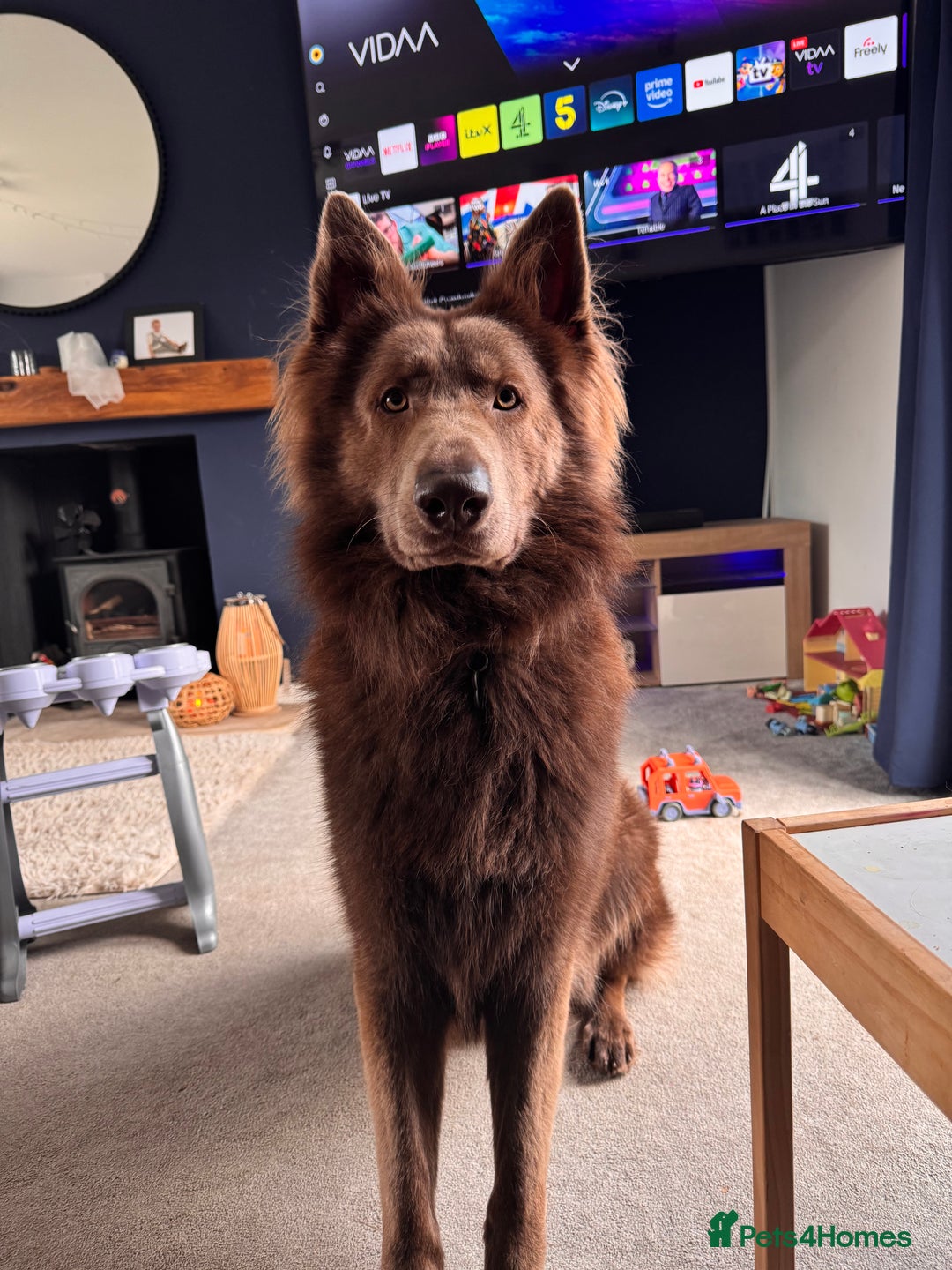 German Shepherd dogs for stud: 🐾 Meet Chase! Now available for STUD! 🐾 - Image 1