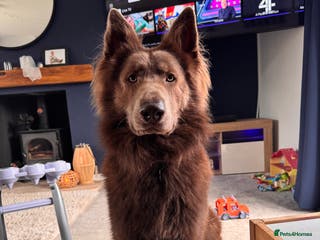 German Shepherd dogs 🐾 Meet Chase! Now available for STUD! 🐾 - Advert 1