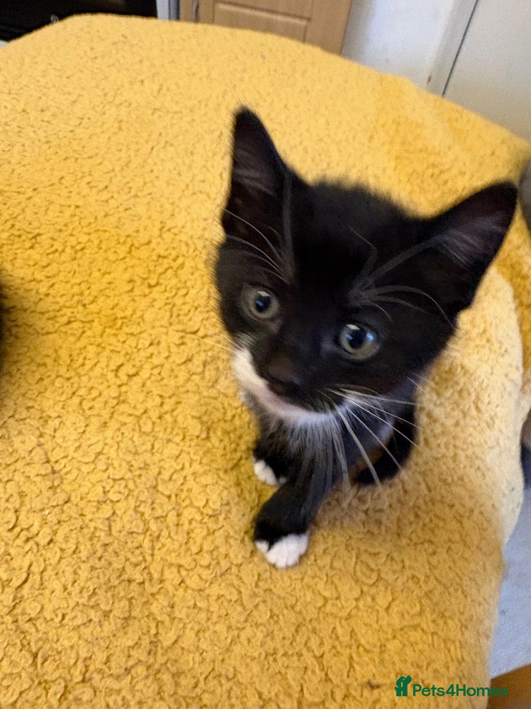 Mixed Breed cats for sale: Beautiful Kittens Looking for Homes - Advert 6