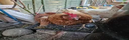 Mixed Breed poultry for sale: Chickens  in South Ockendon - Advert 5
