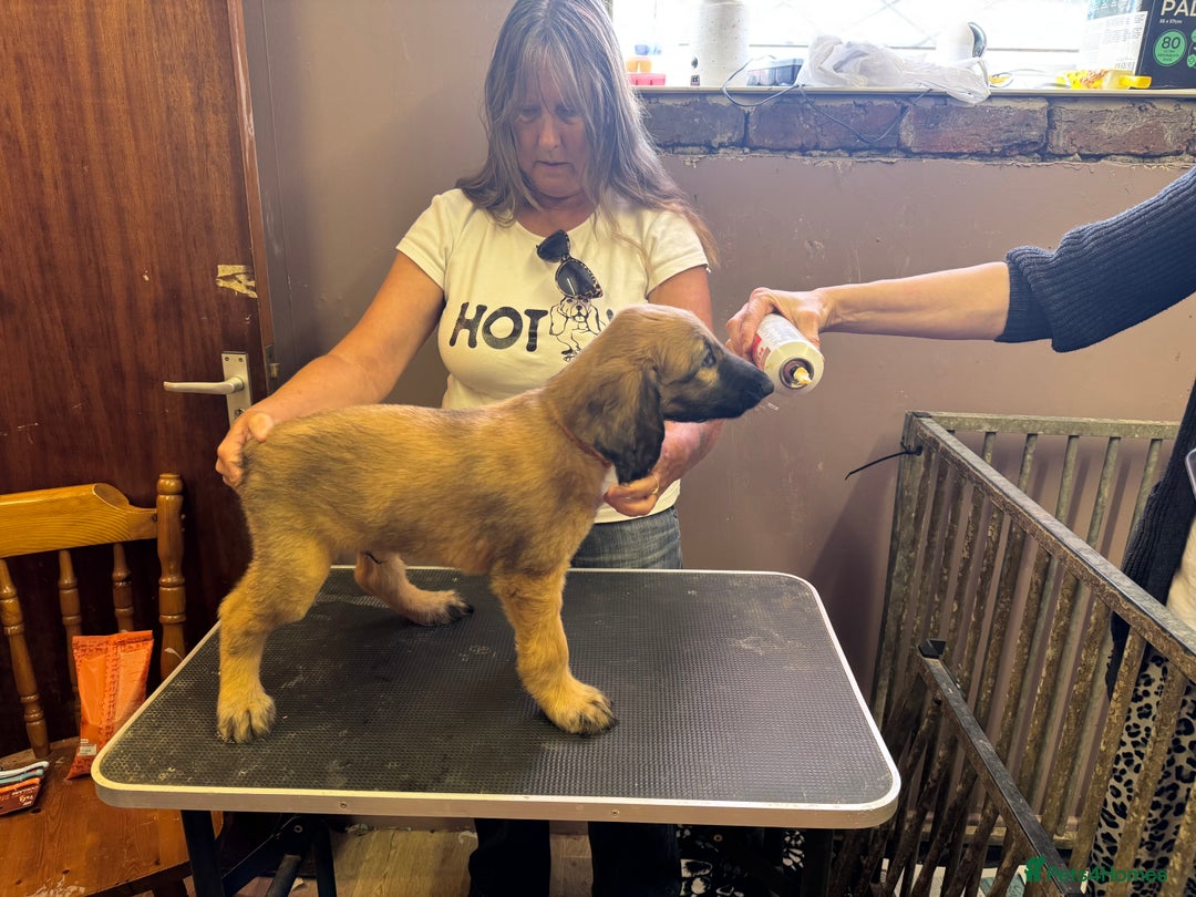 Afghan Hound dogs for sale: Afghan Hound Puppy 3 - Afghan hound puppies  - Image 1