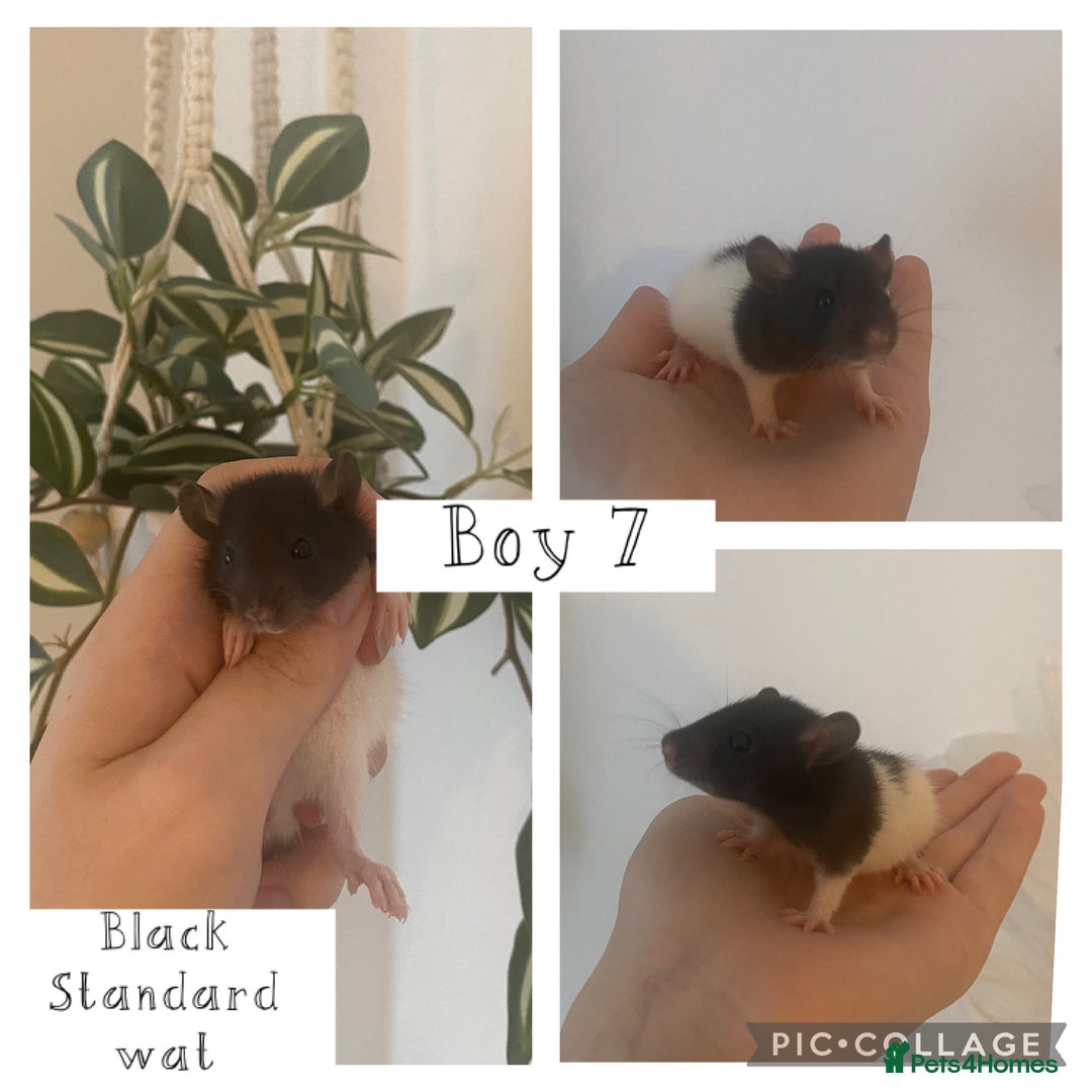 Rat rodents for sale: Baby rats - Image 11