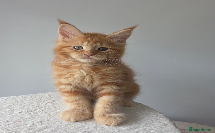 Maine Coon cats - Advert 1