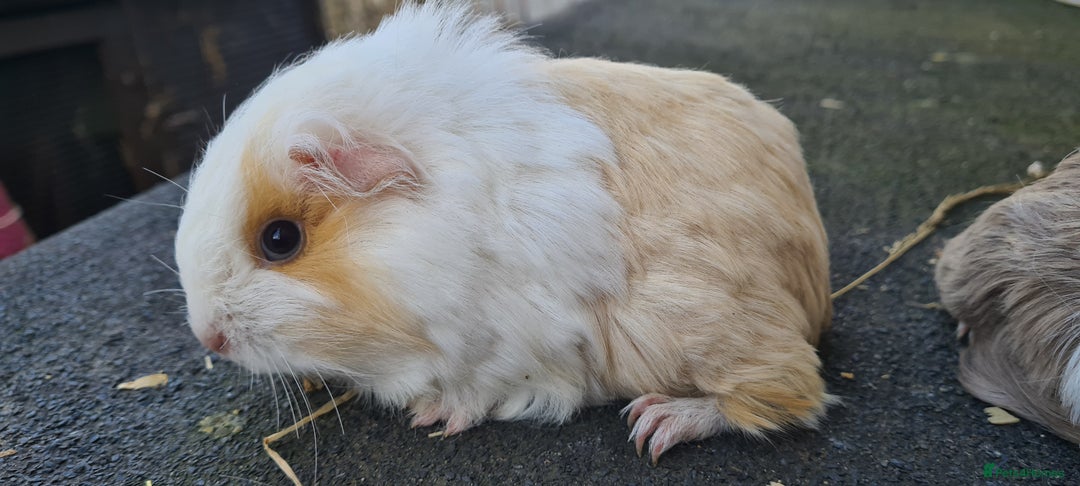 Guinea Pig rodents for sale: Pure Sheltie Male guinea pigs  - Image 12