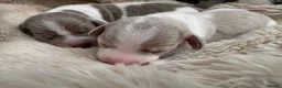 Miniature Dachshund dogs for sale: Piebald Dapple miniature dachshund puppies - Advert 7