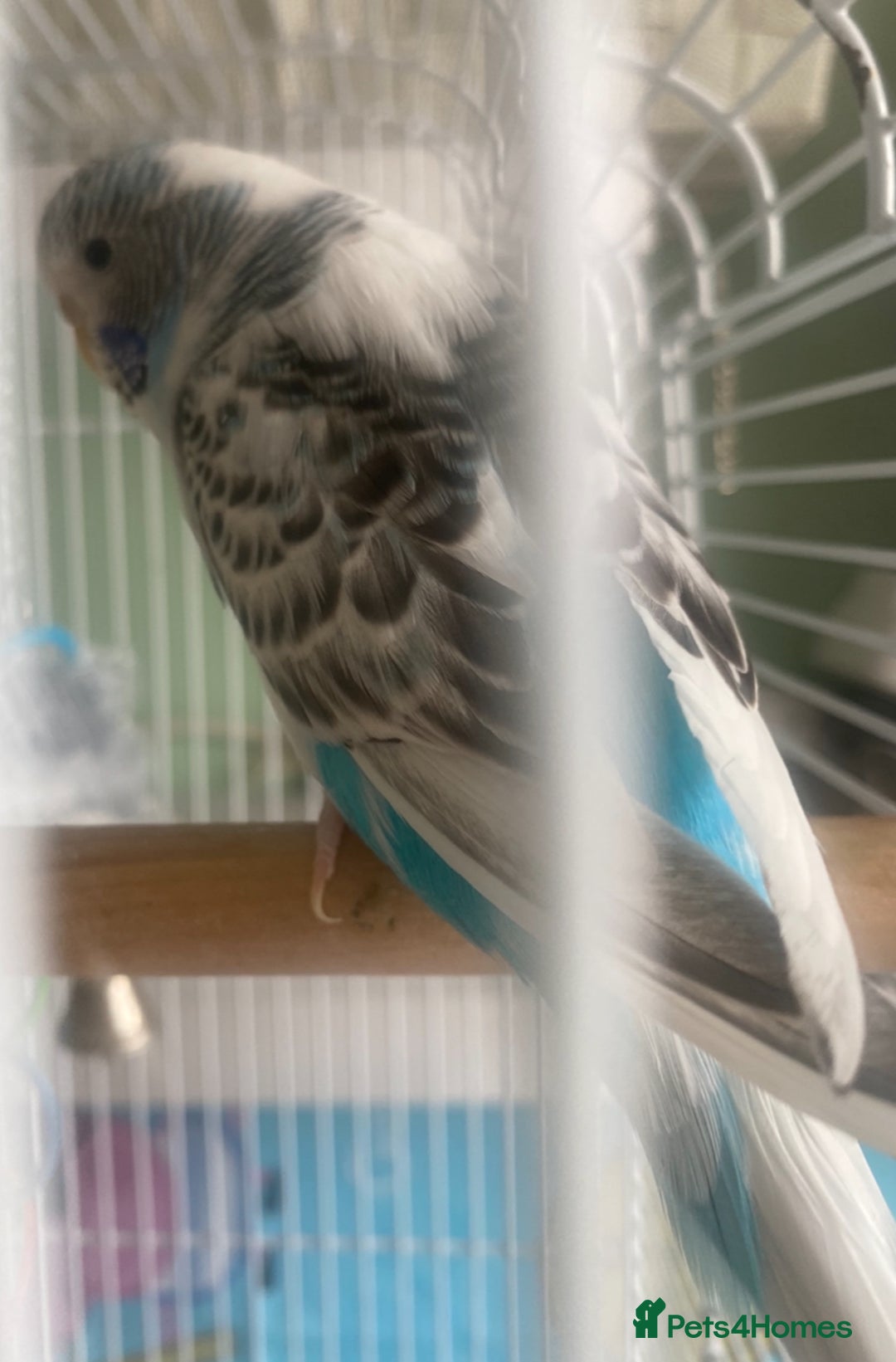 Budgerigars birds for sale: Snowy. Female Budgie. With cage. 5 years old.  - Image 13