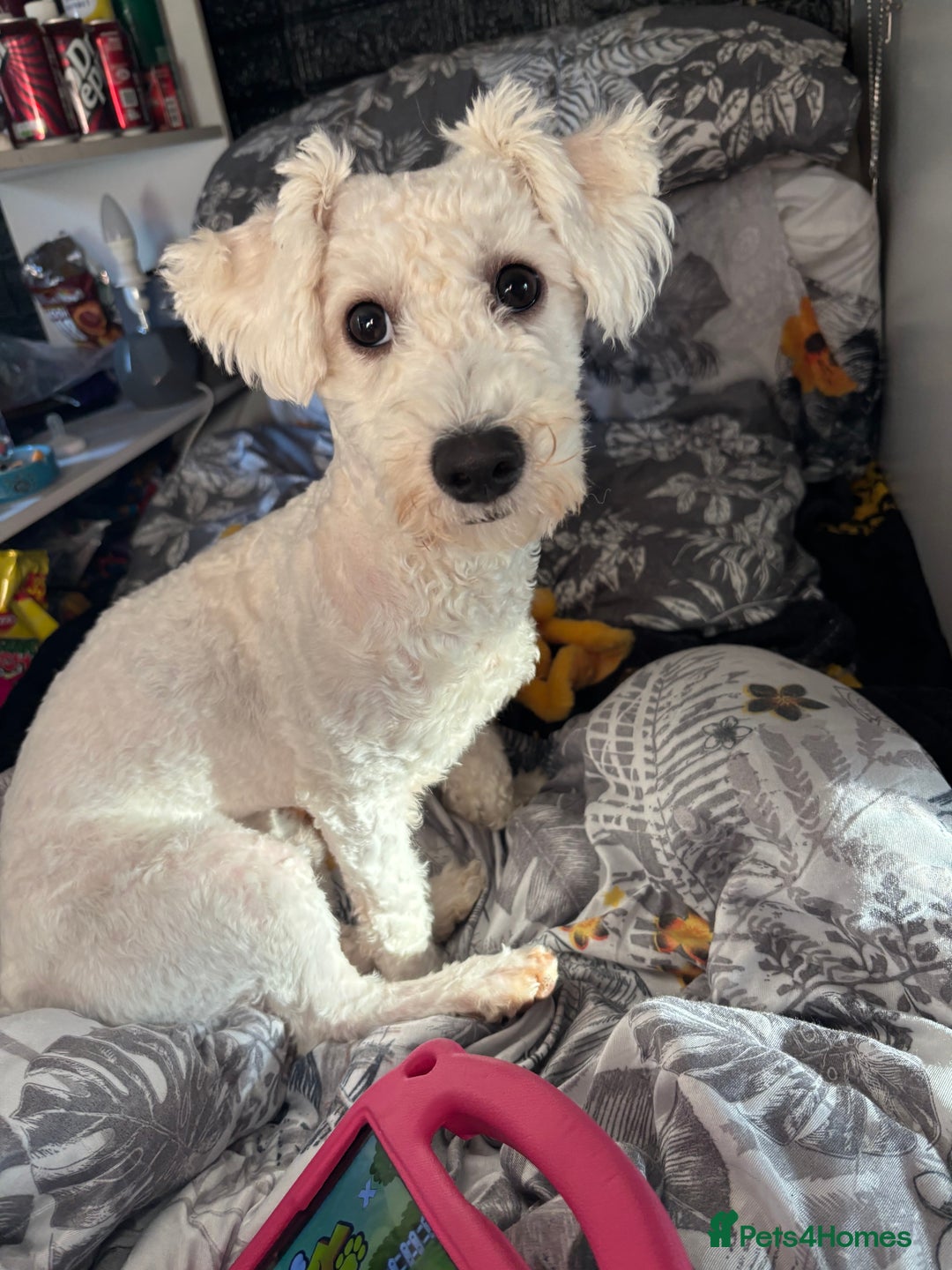 Bichon Frise dogs for sale: Bichon frise - Advert 2