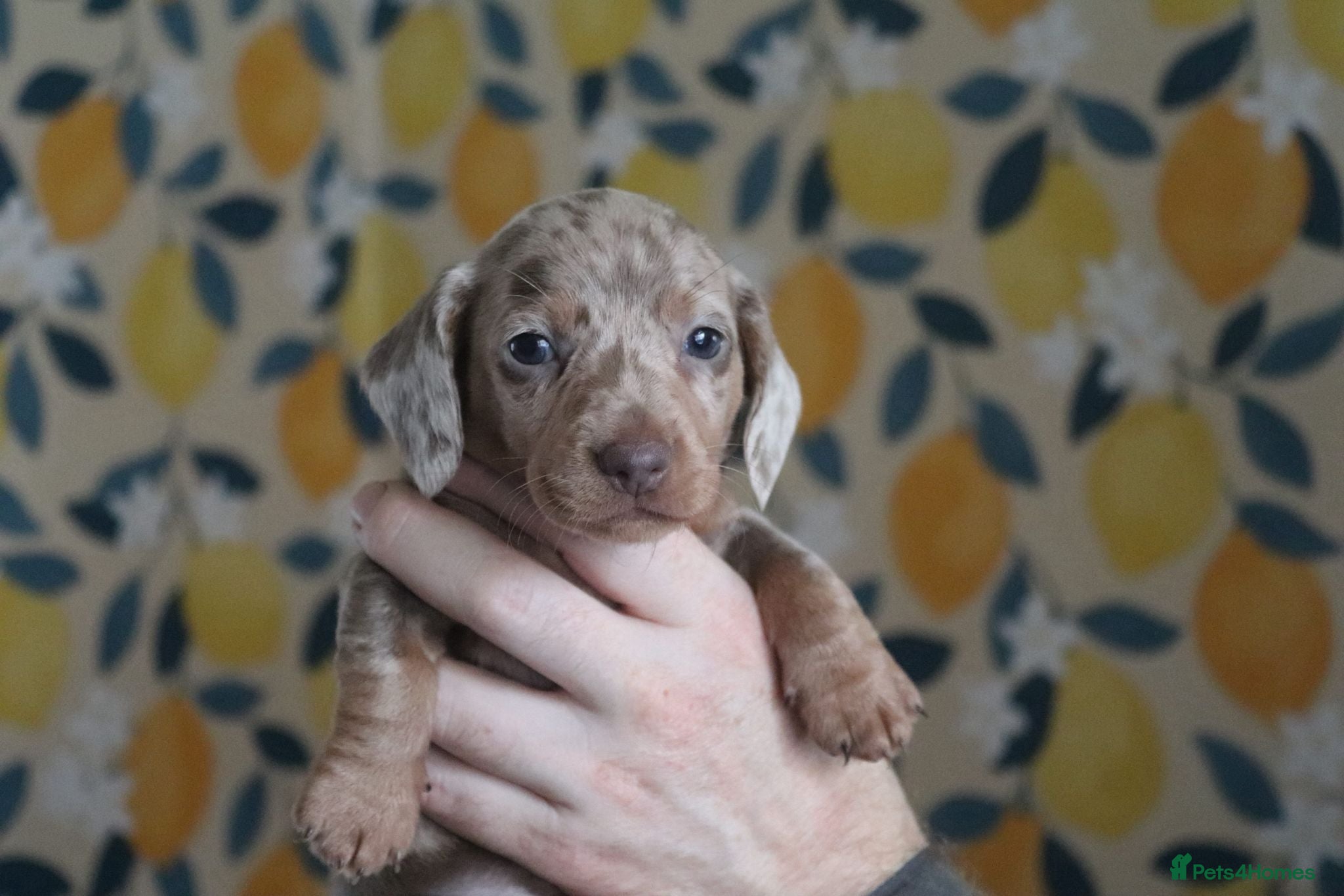 Miniature Dachshund dogs LAST Adorable Grey miniature dachshund puppy left - Advert 16